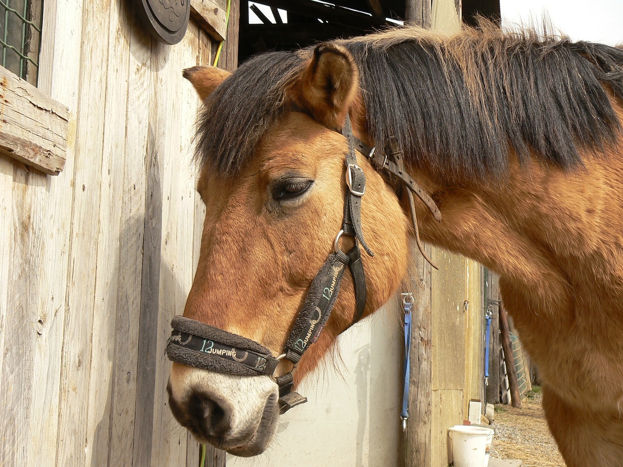 horse animals farm animals free photo