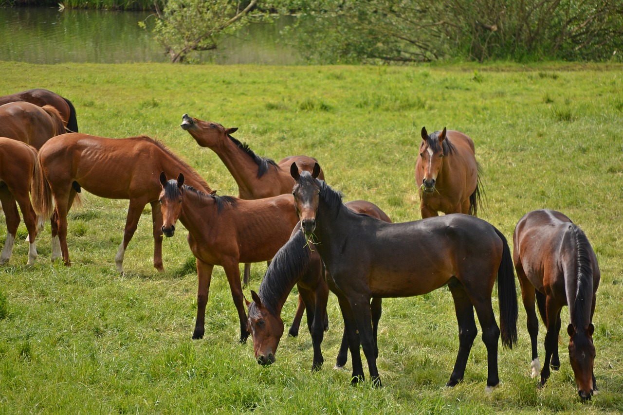 horses flock coupling free photo