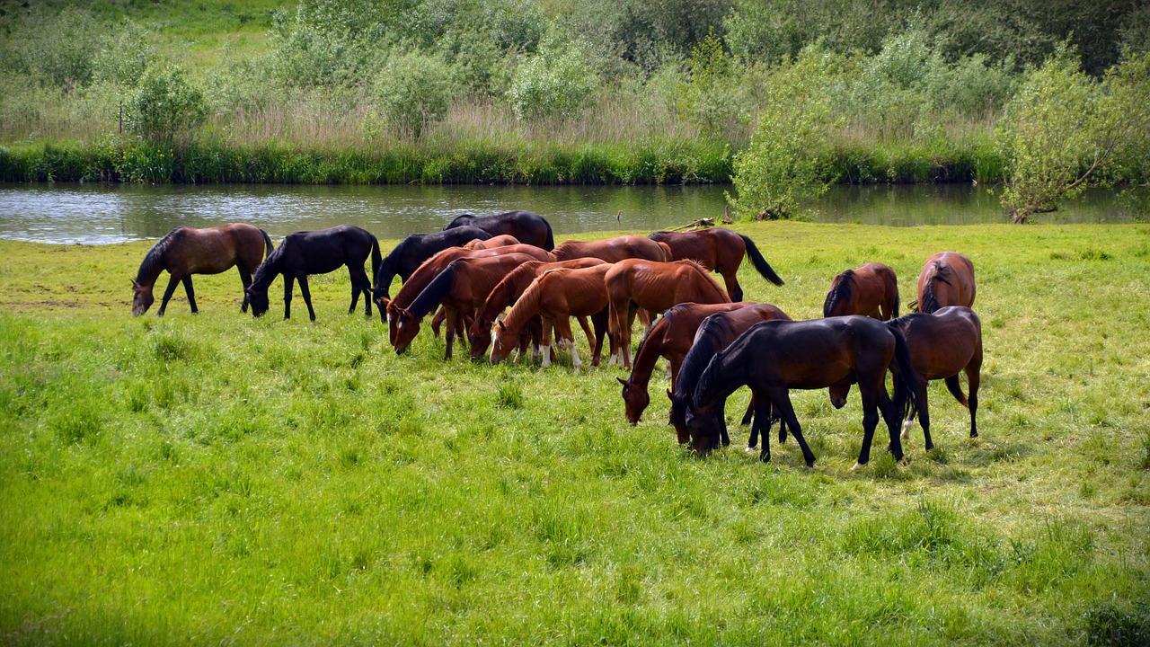 horses flock coupling free photo