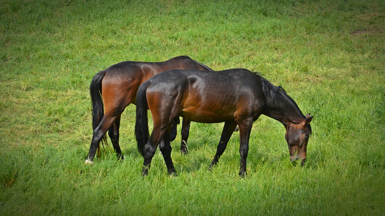 horses flock coupling free photo