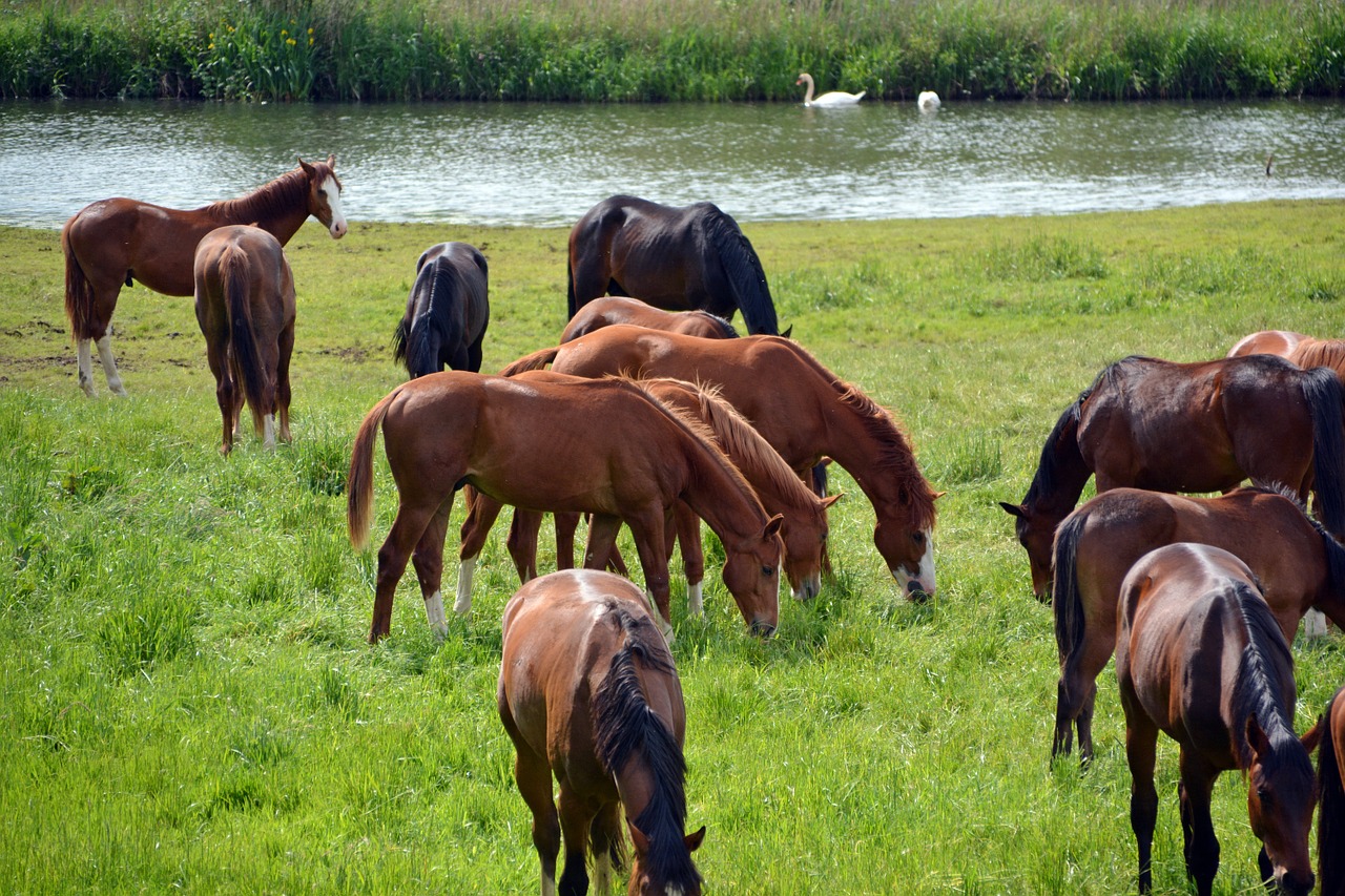 horses flock coupling free photo