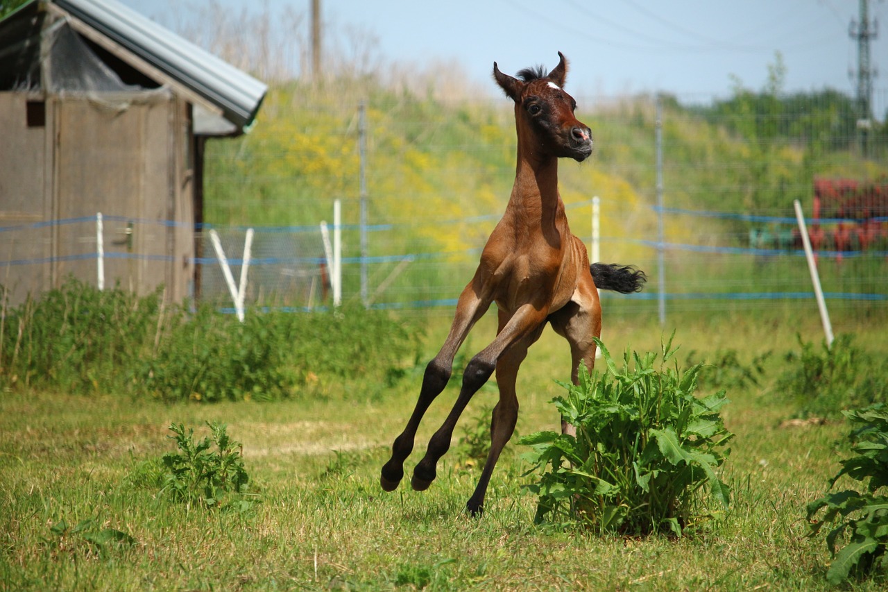 horse foal suckling free photo