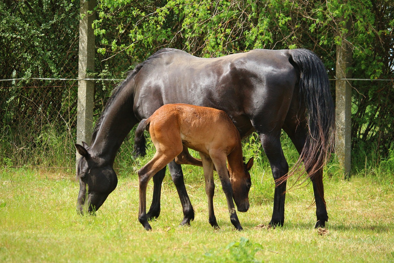 horse mare foal free photo