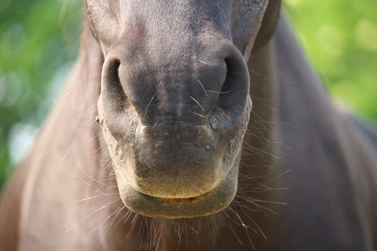 horse rap nostrils free photo