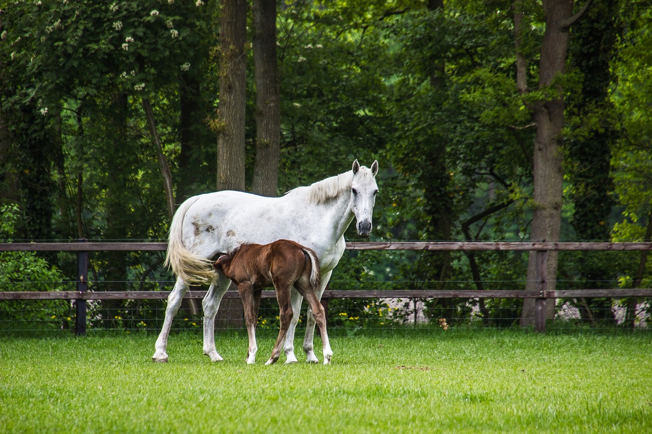 horse foal horses free photo