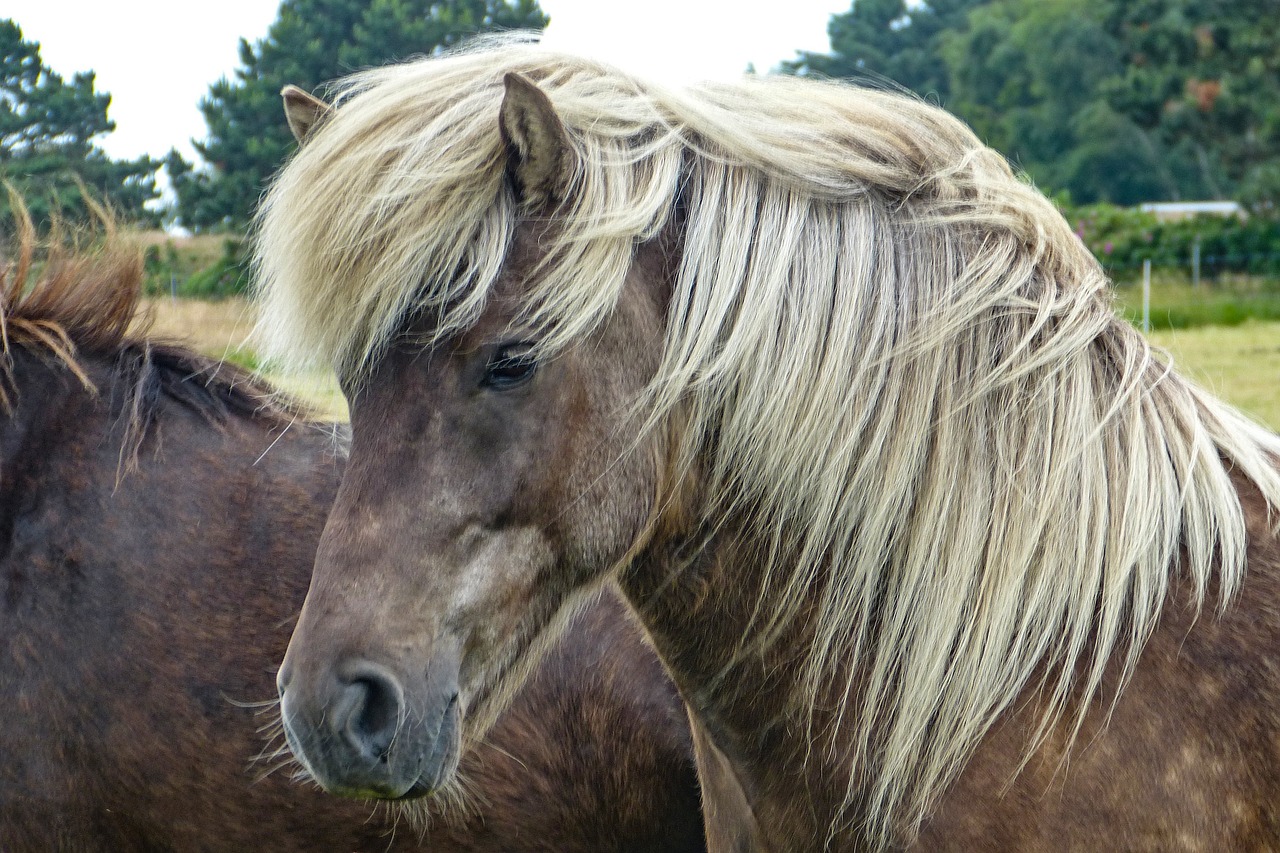 horse horse head mane free photo