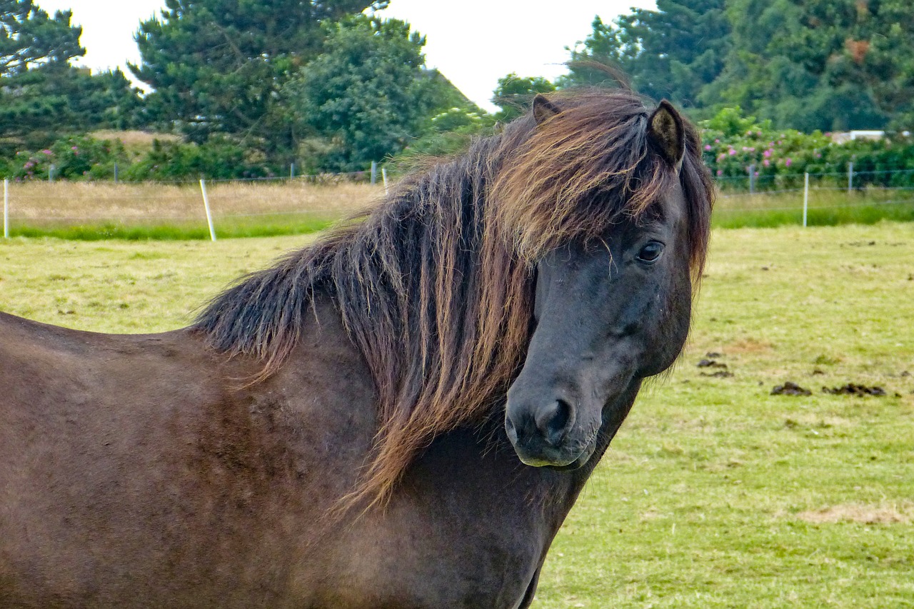 horse horse head brown free photo