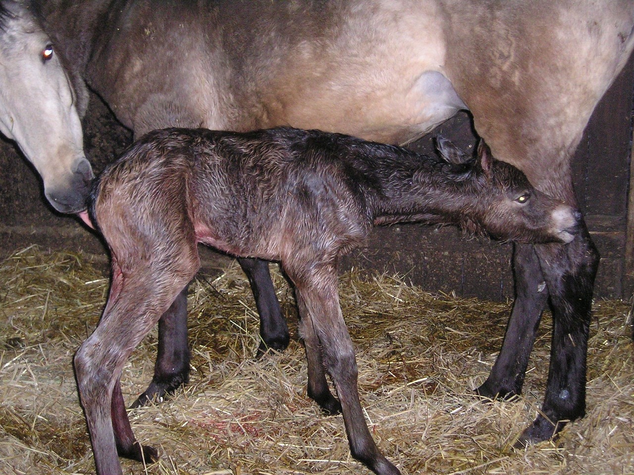 horse foal birth free photo