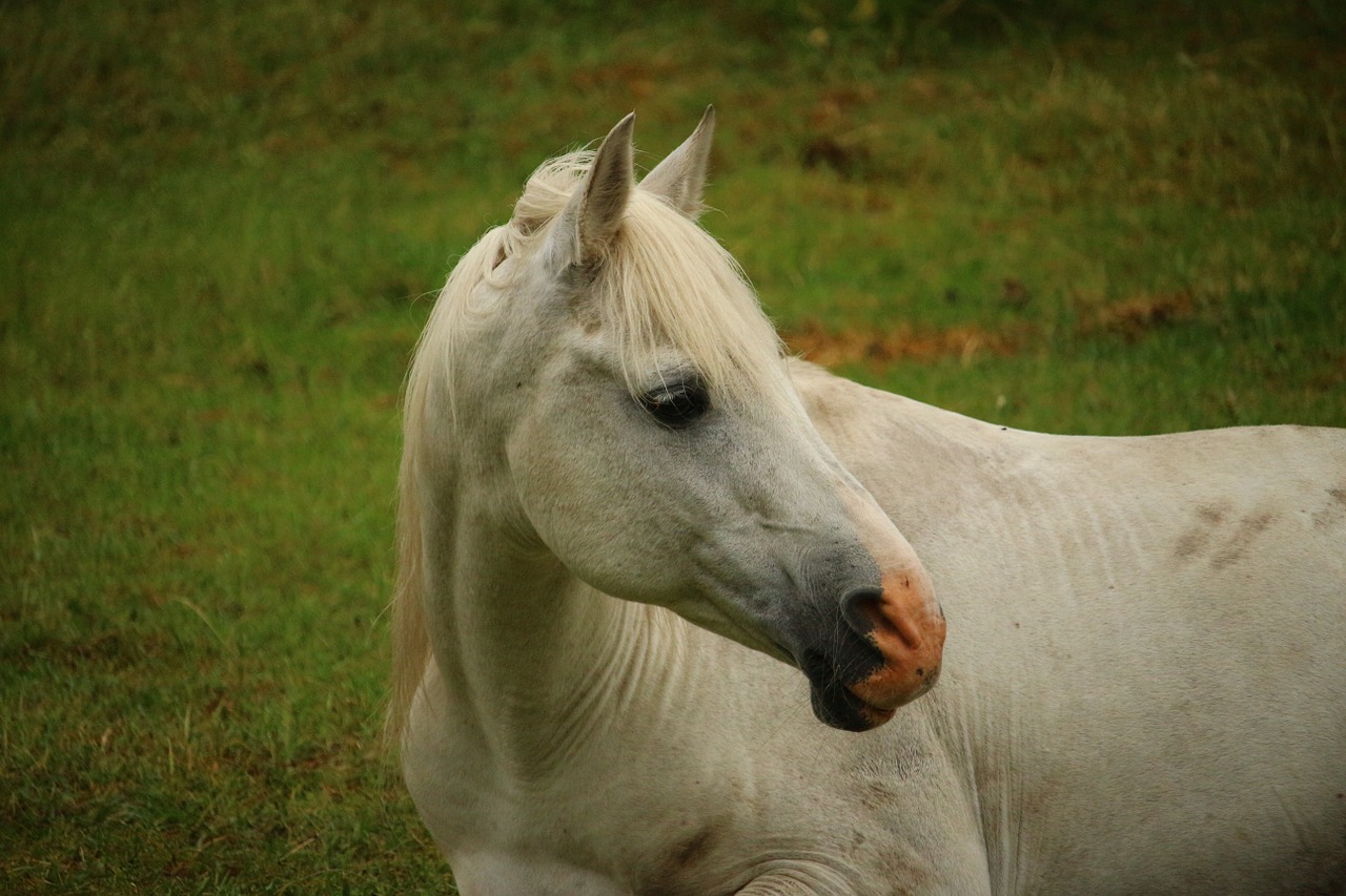 horse mold thoroughbred arabian free photo