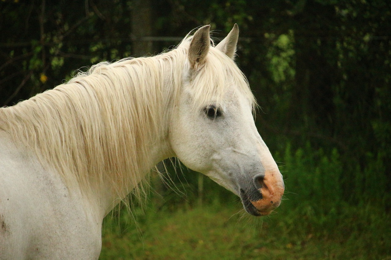 horse mold thoroughbred arabian free photo