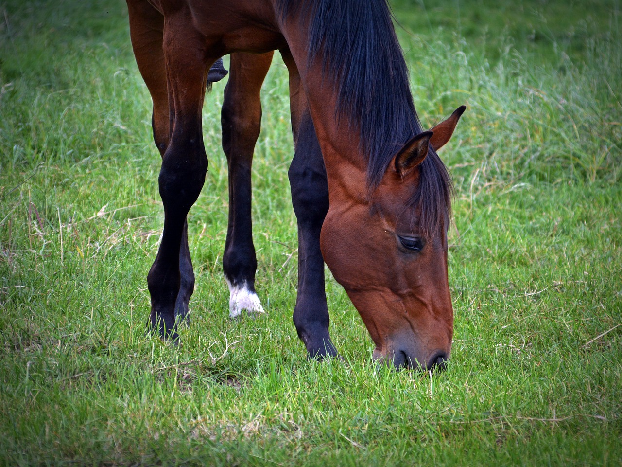 horse horse head graze free photo