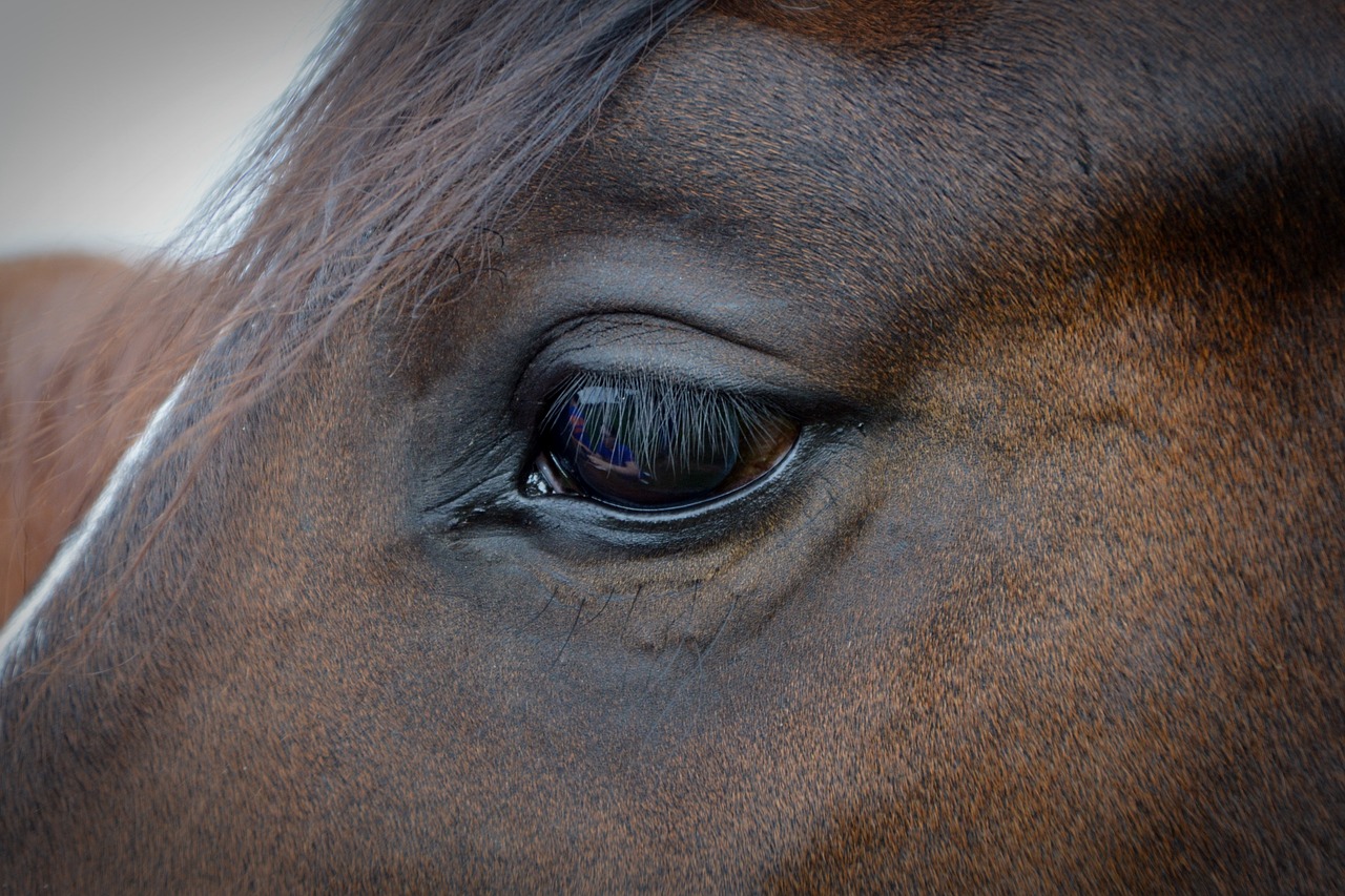 horse eye horse eye free photo