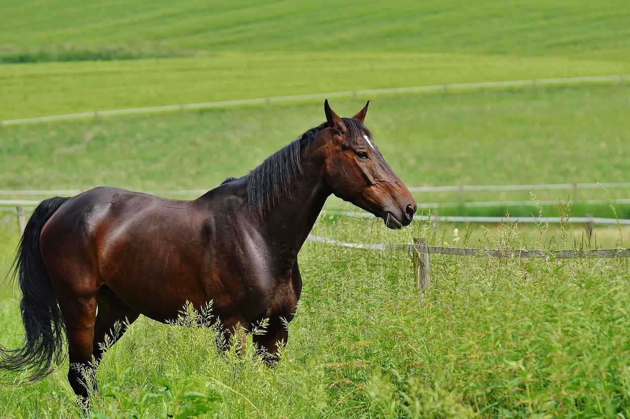 horse coupling stallion free photo