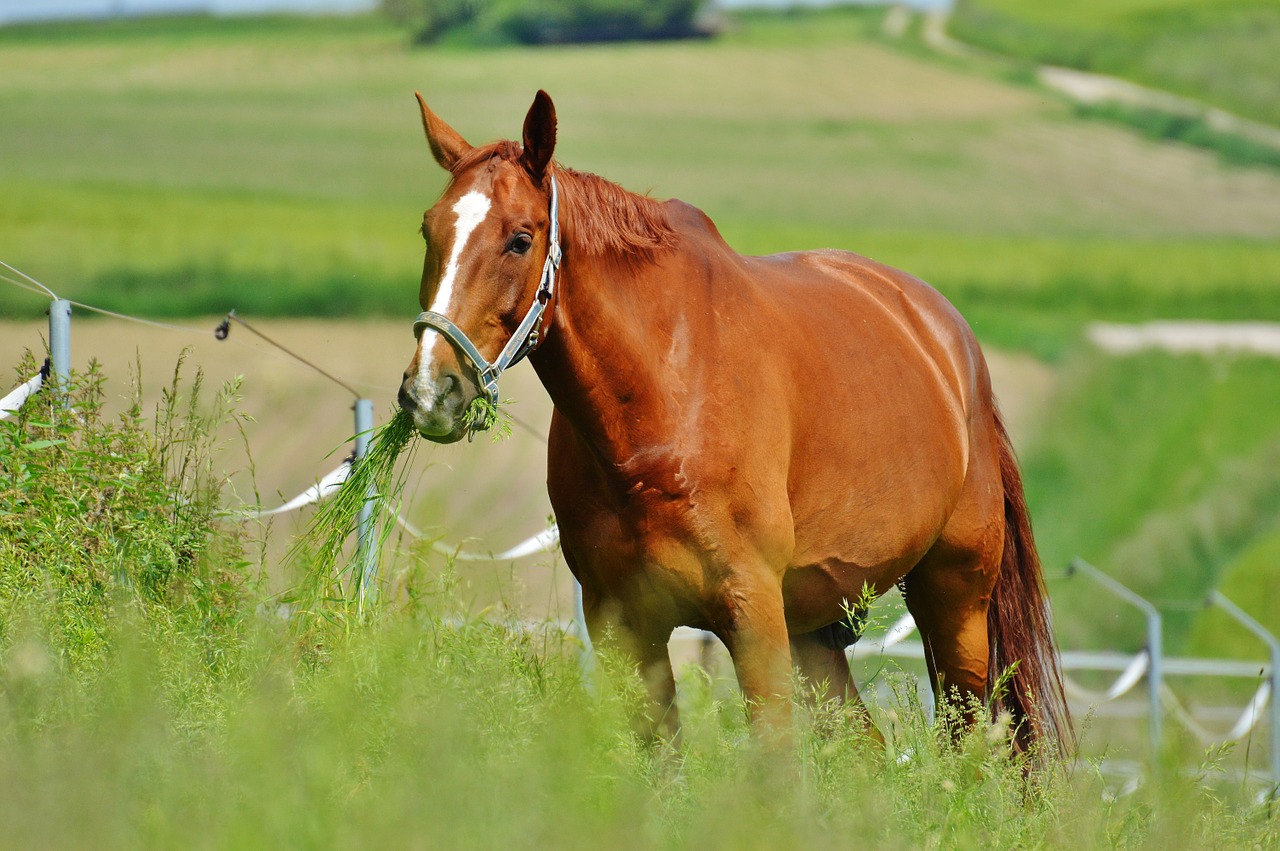 horse coupling stallion free photo