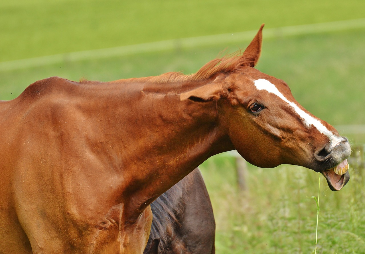 horse coupling stallion free photo