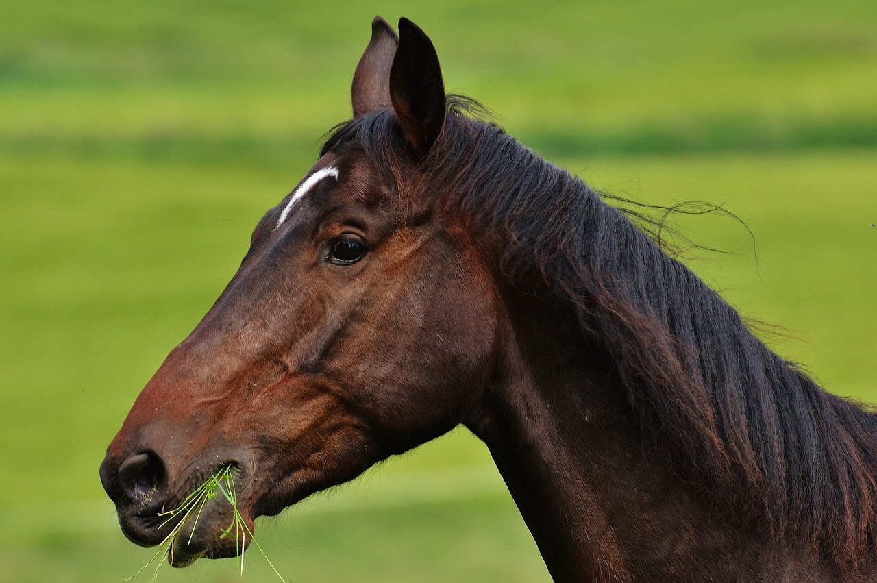 horse coupling stallion free photo