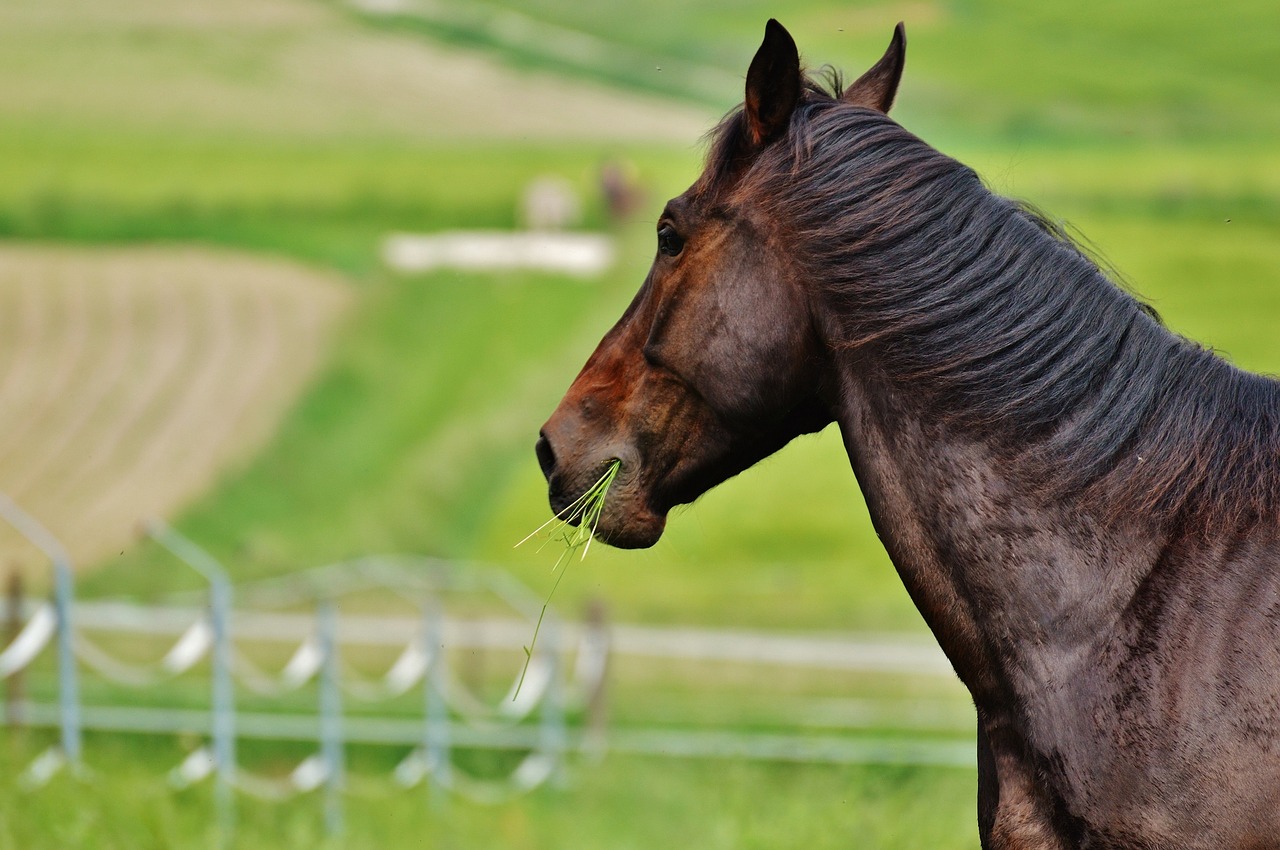 horse coupling stallion free photo