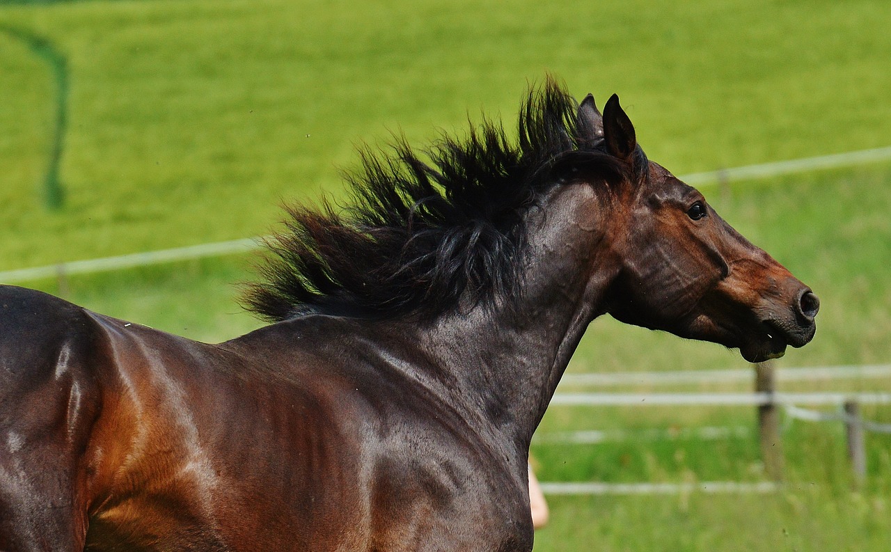 horse coupling gallop free photo