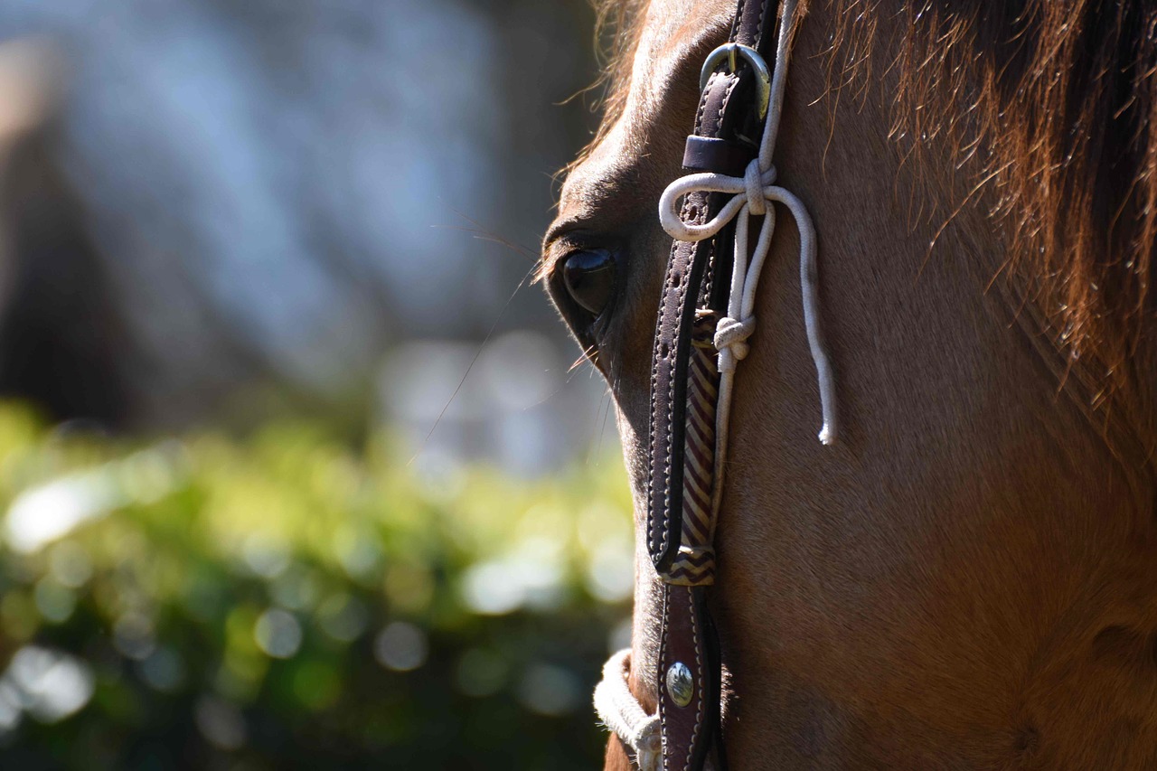 horse summer nature free photo