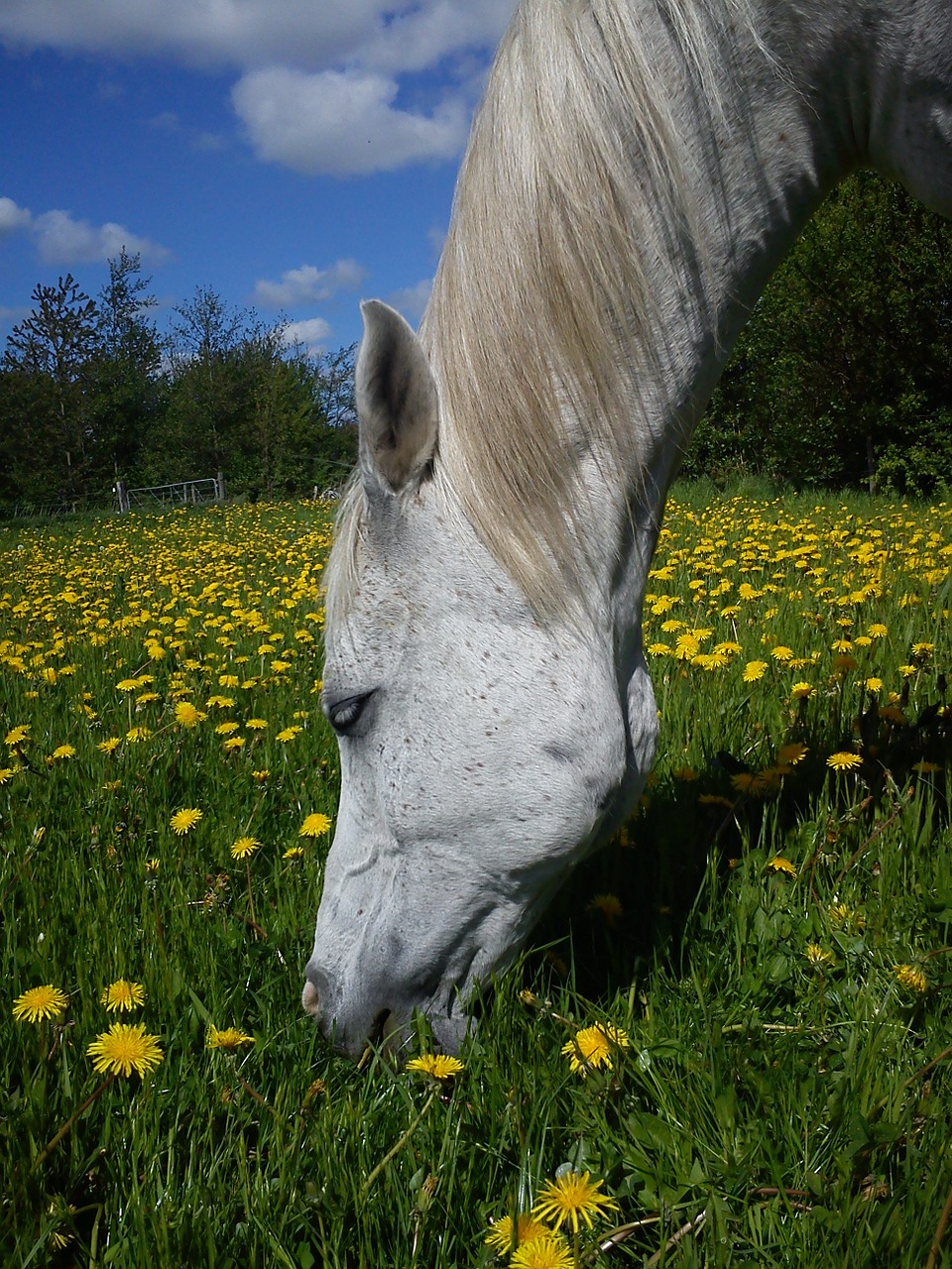 horse arab thoroughbred free photo