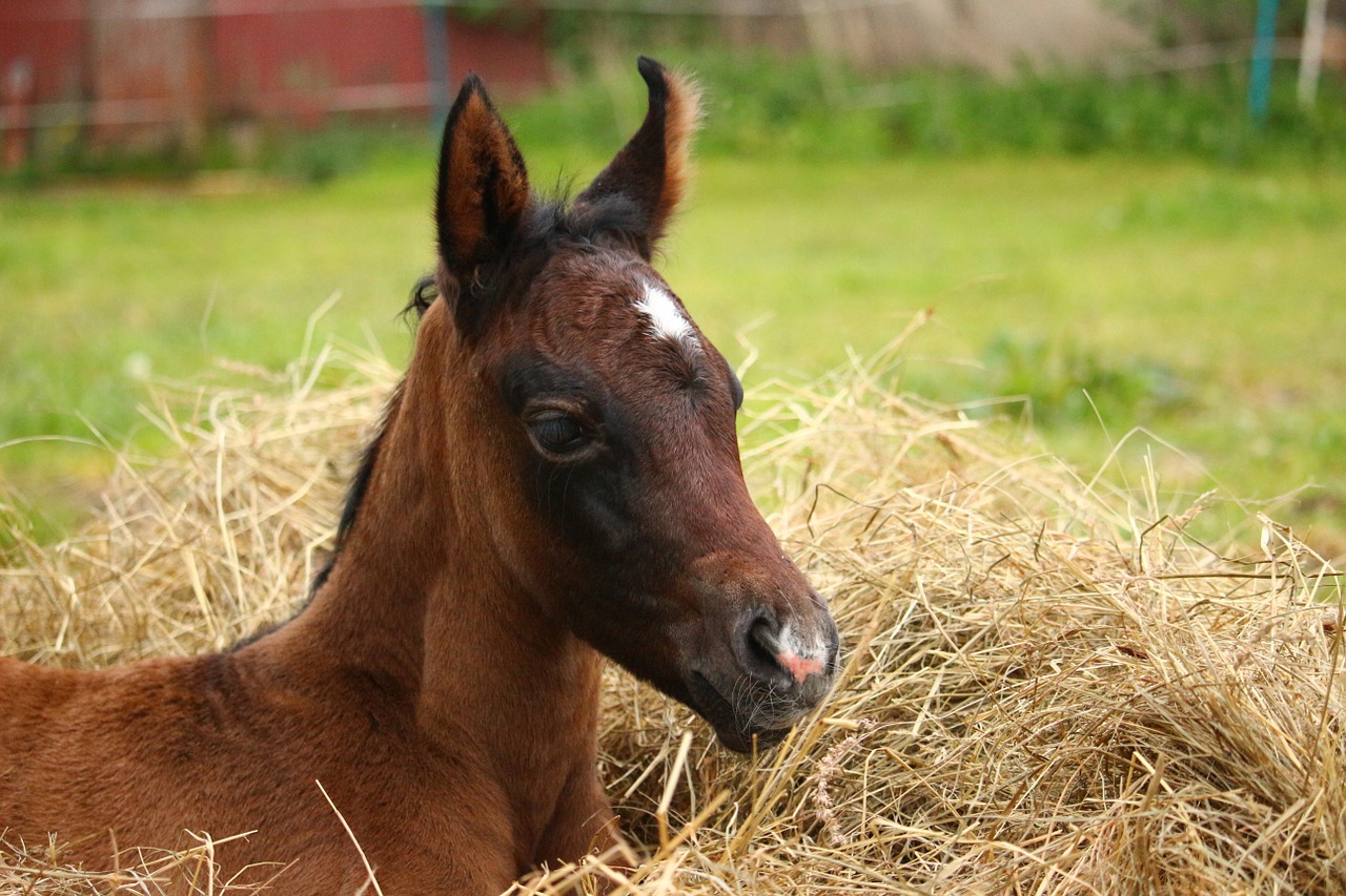 horse foal thoroughbred arabian free photo