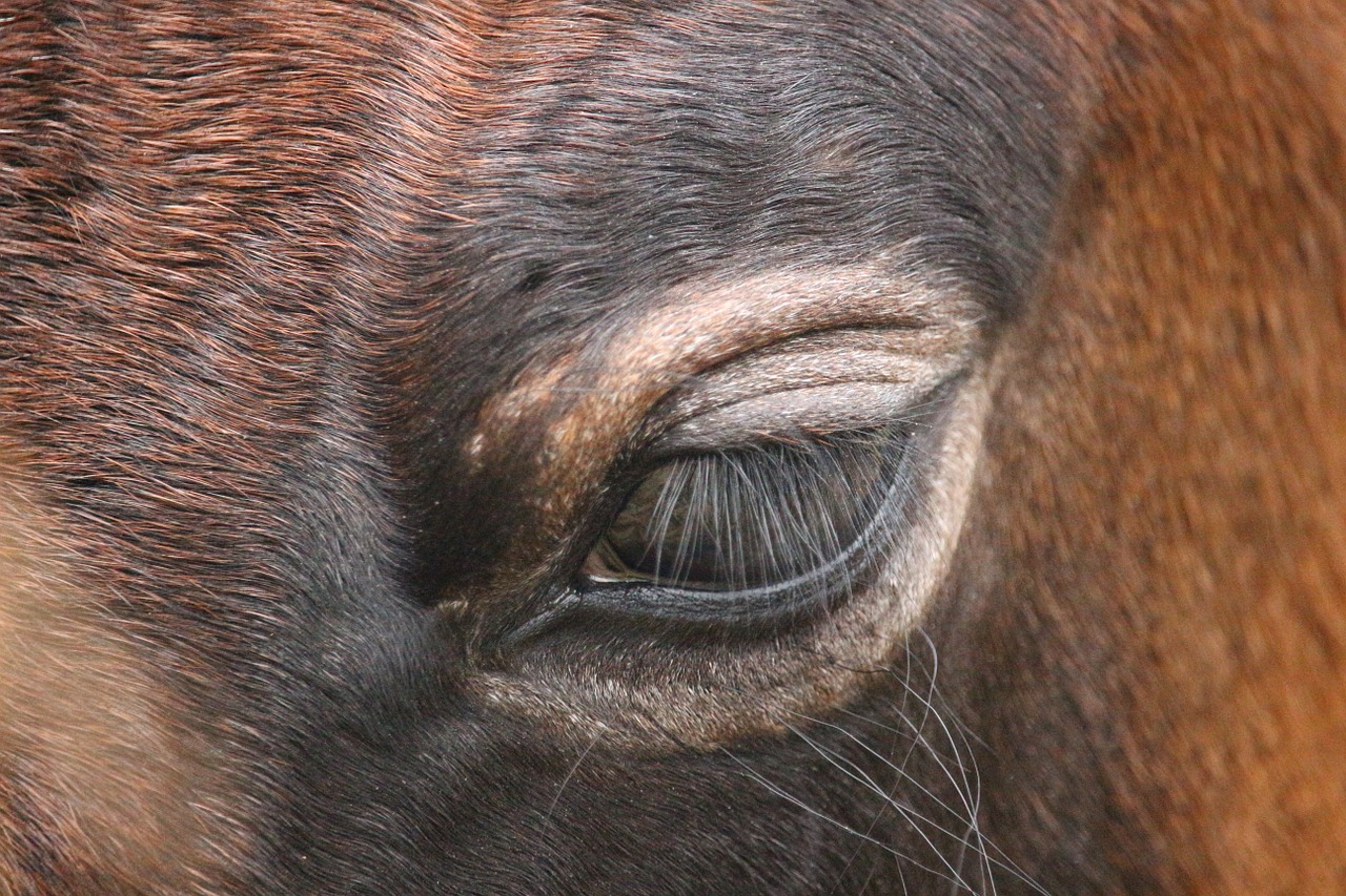 horse foal roan free photo