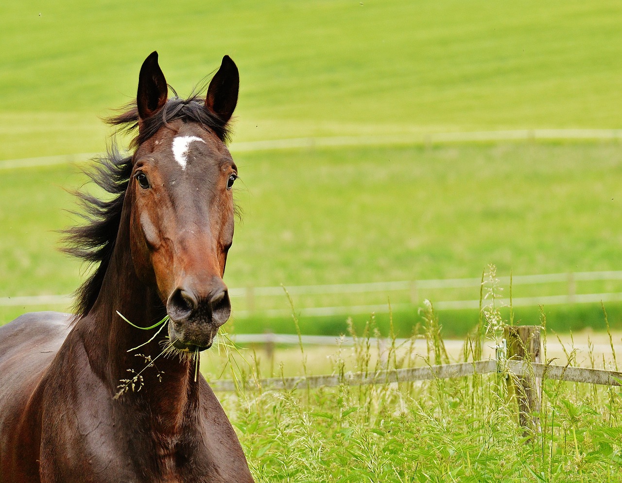 horse coupling stallion free photo