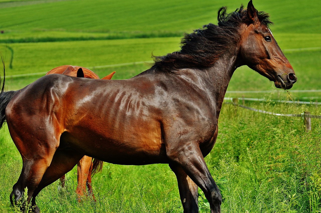 horse coupling stallion free photo