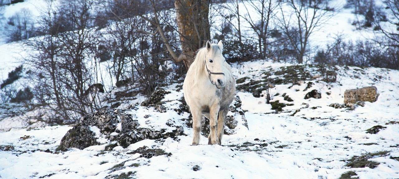 horse white snow free photo