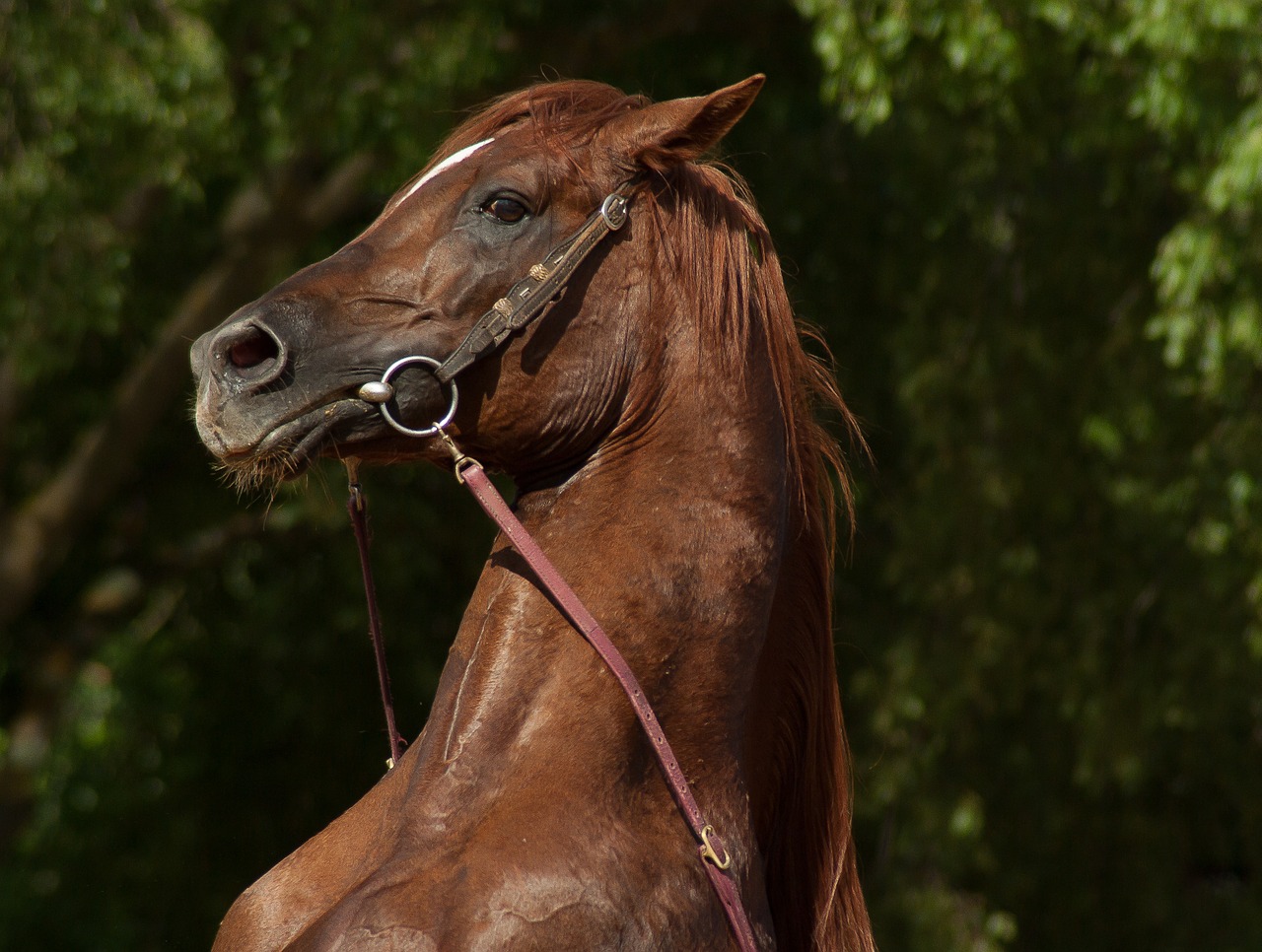 horse cabrer horse show free photo
