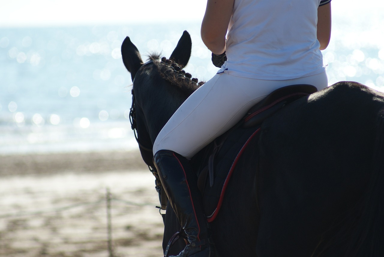 horse beach sea free photo