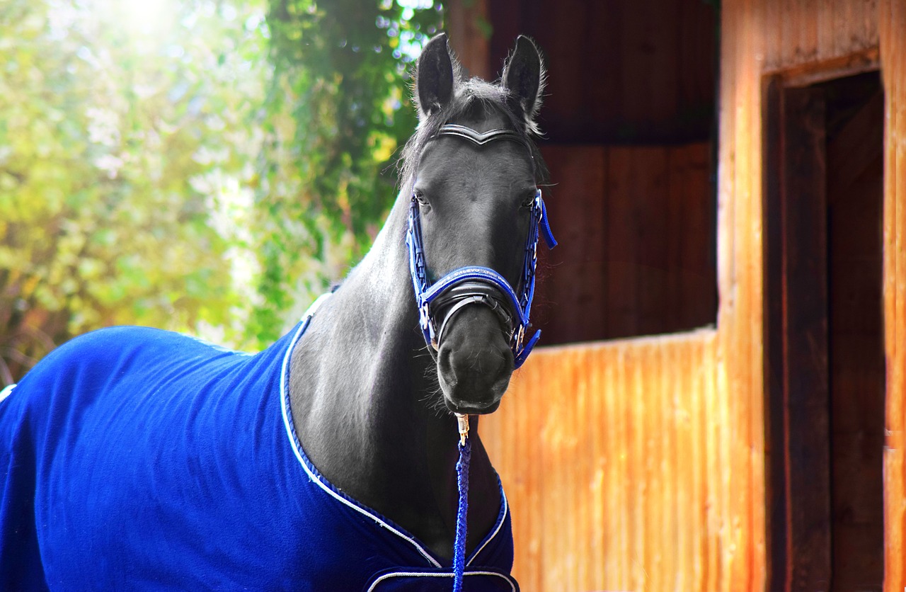horse black friesen free photo