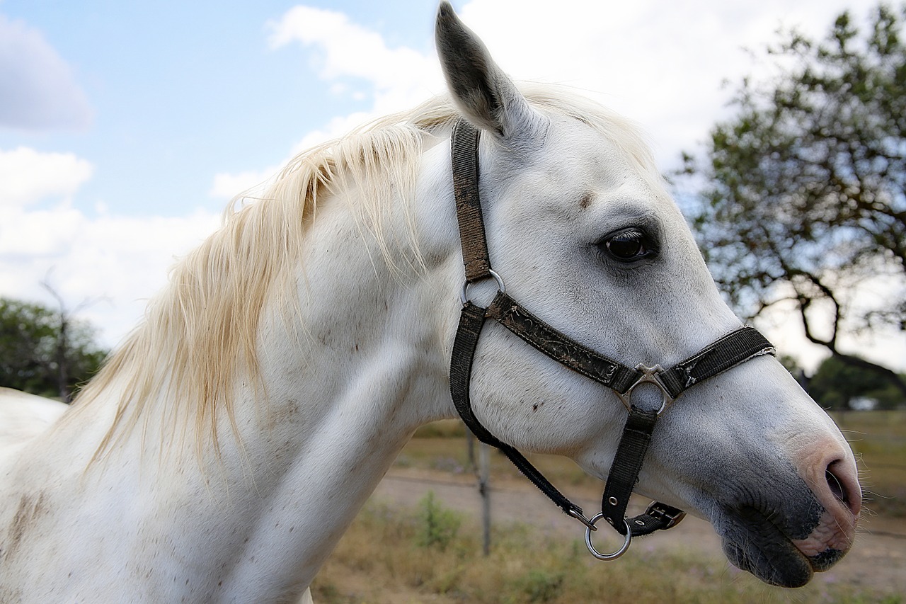 horse mane horses free photo