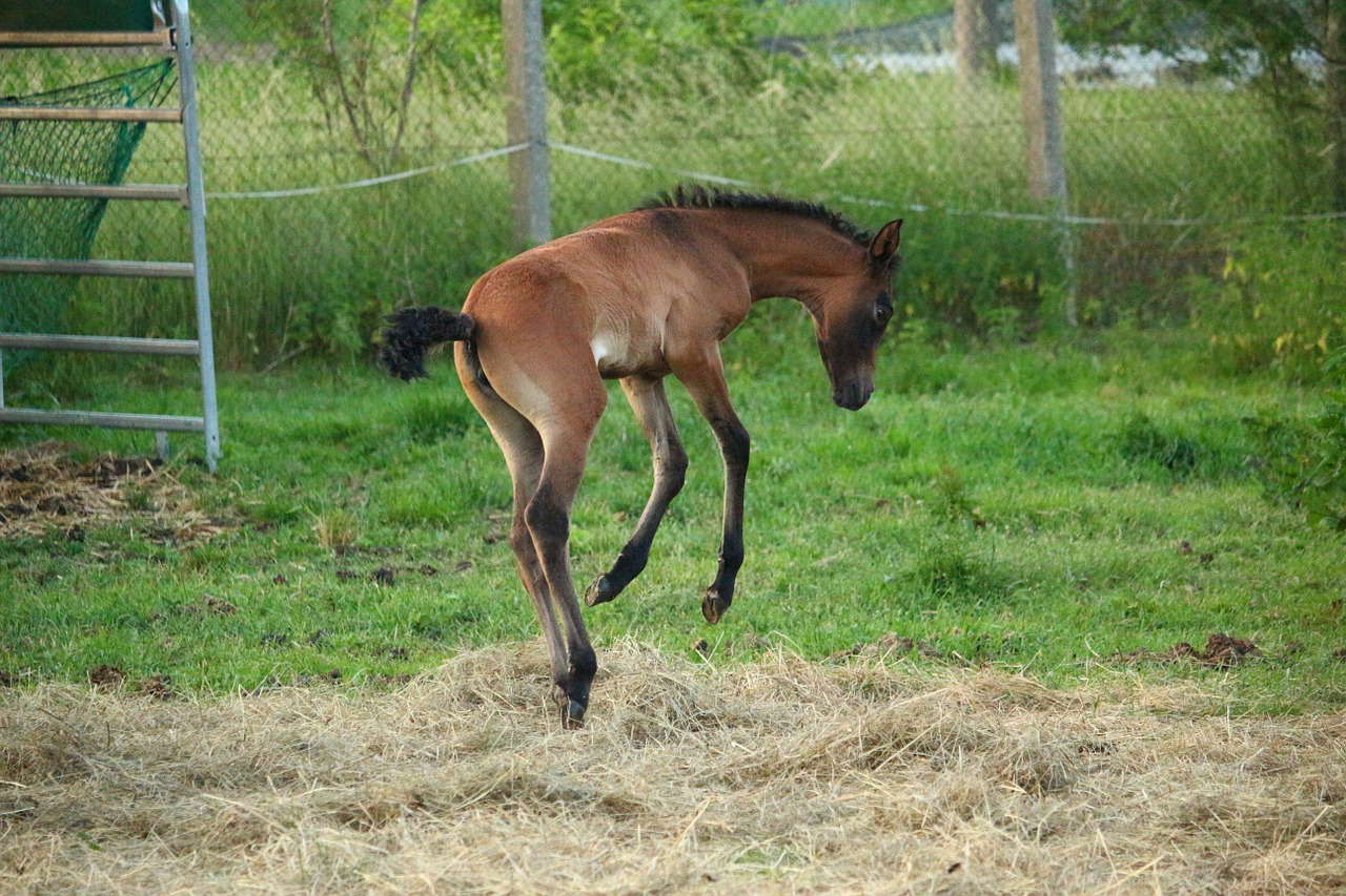 horse foal suckling free photo