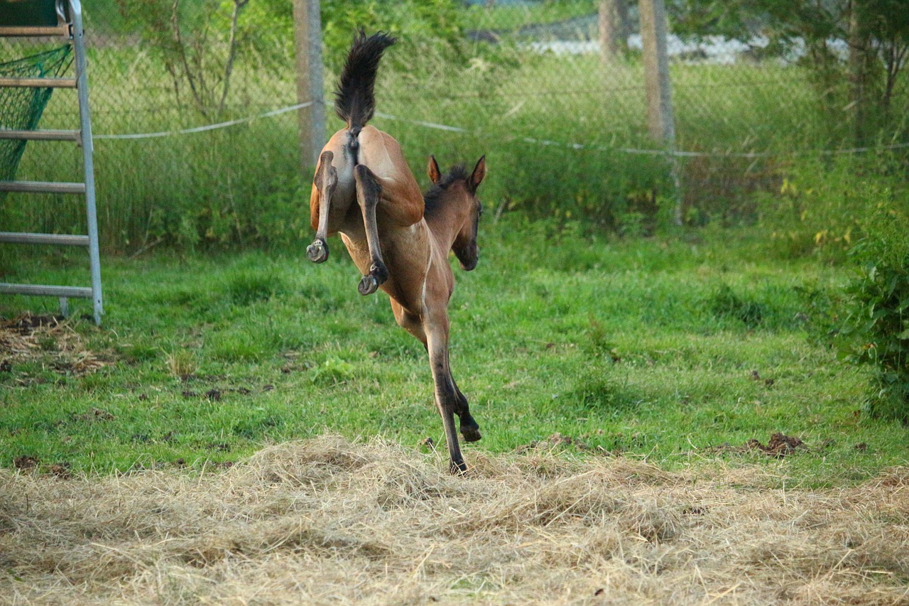 horse foal suckling free photo