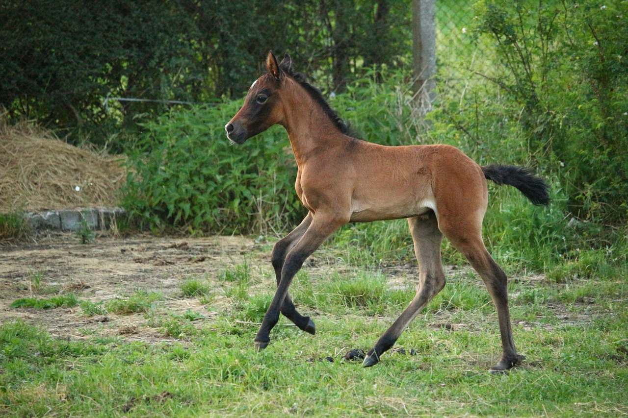 horse foal suckling free photo