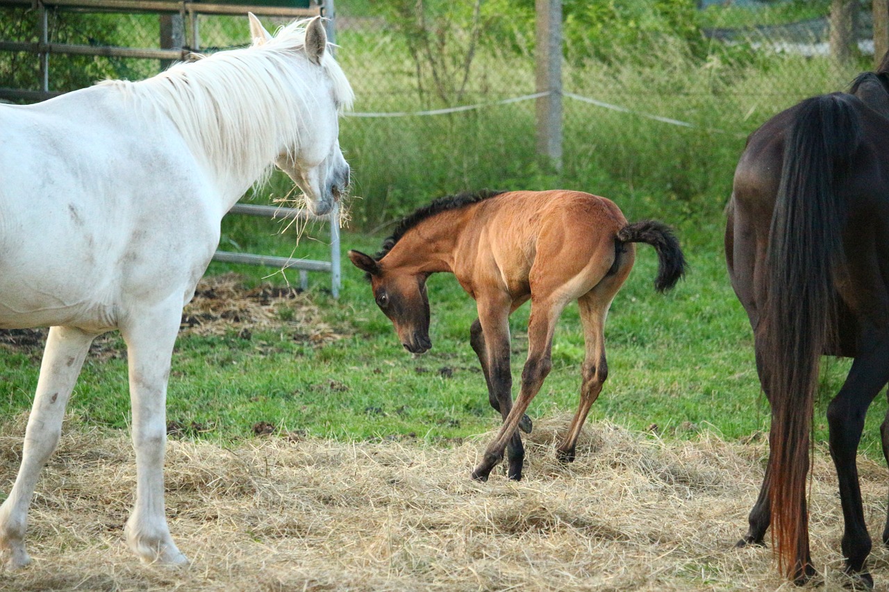 horse foal suckling free photo