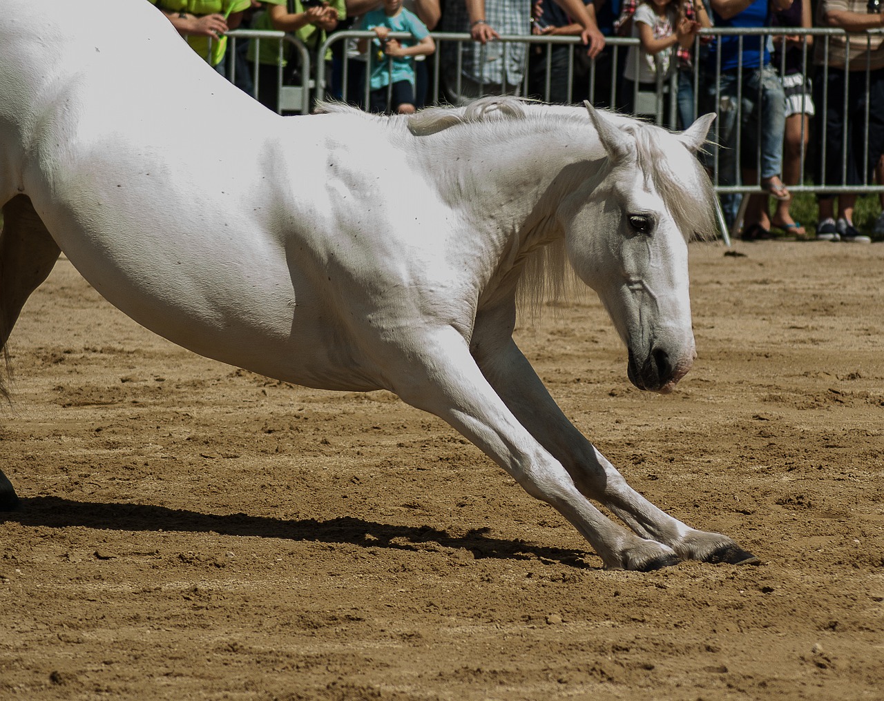 horse horseback riding dressage free photo