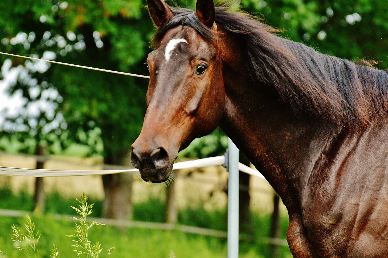 horse coupling stallion free photo