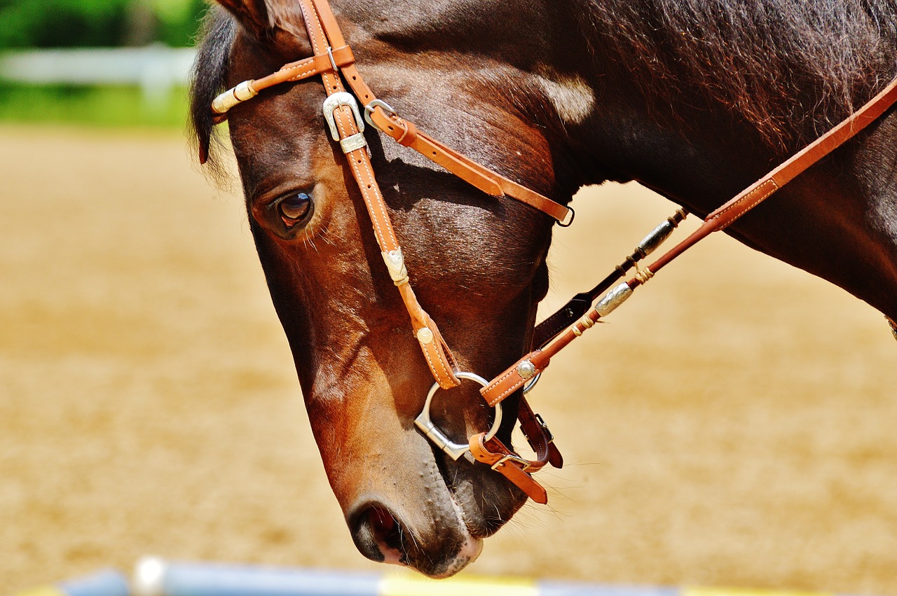 horse coupling stallion free photo