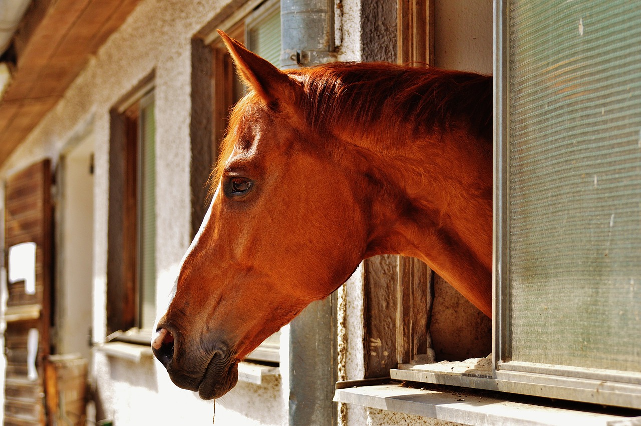 horse stall window free photo