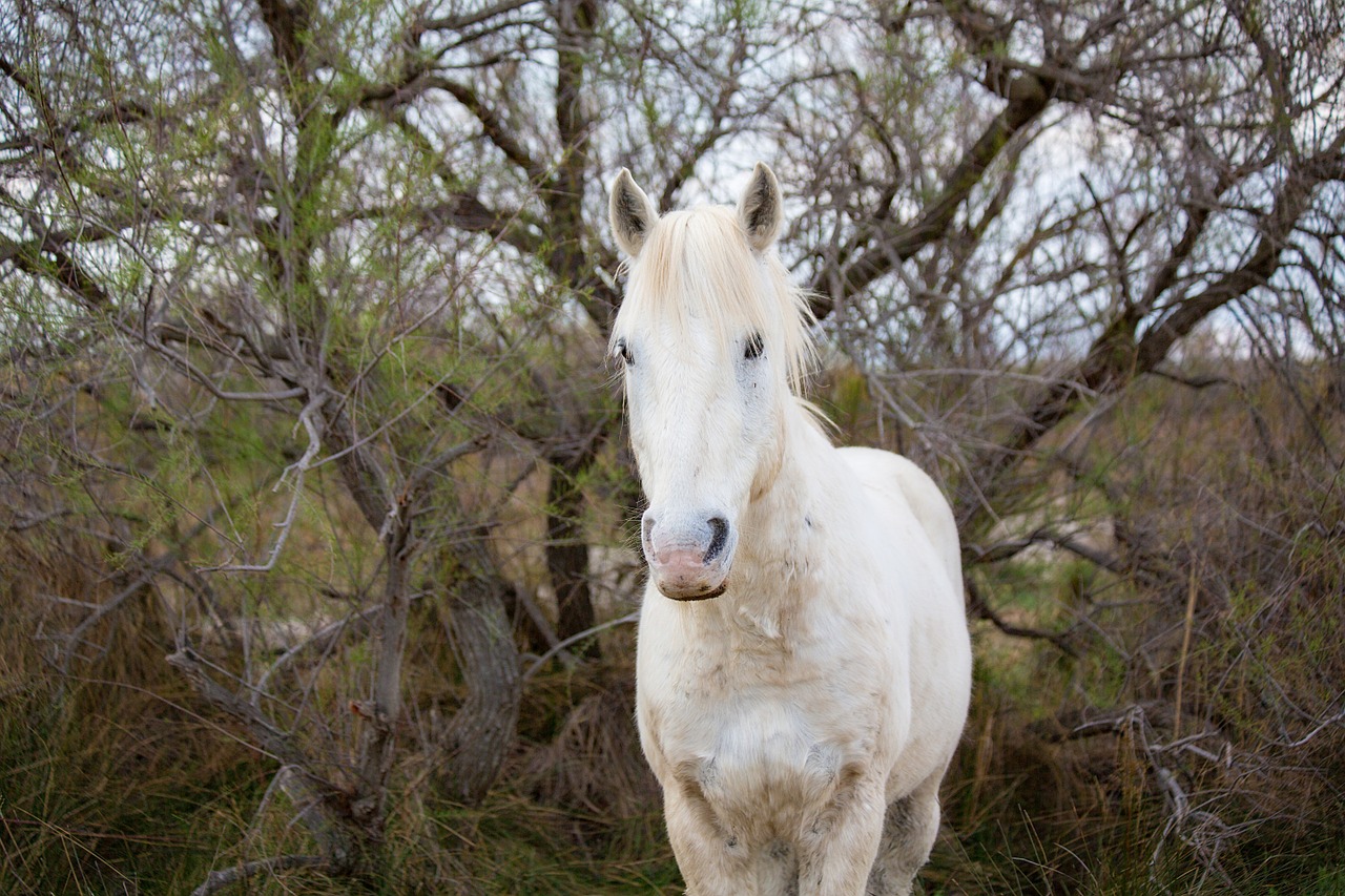 horse mane horseback riding free photo