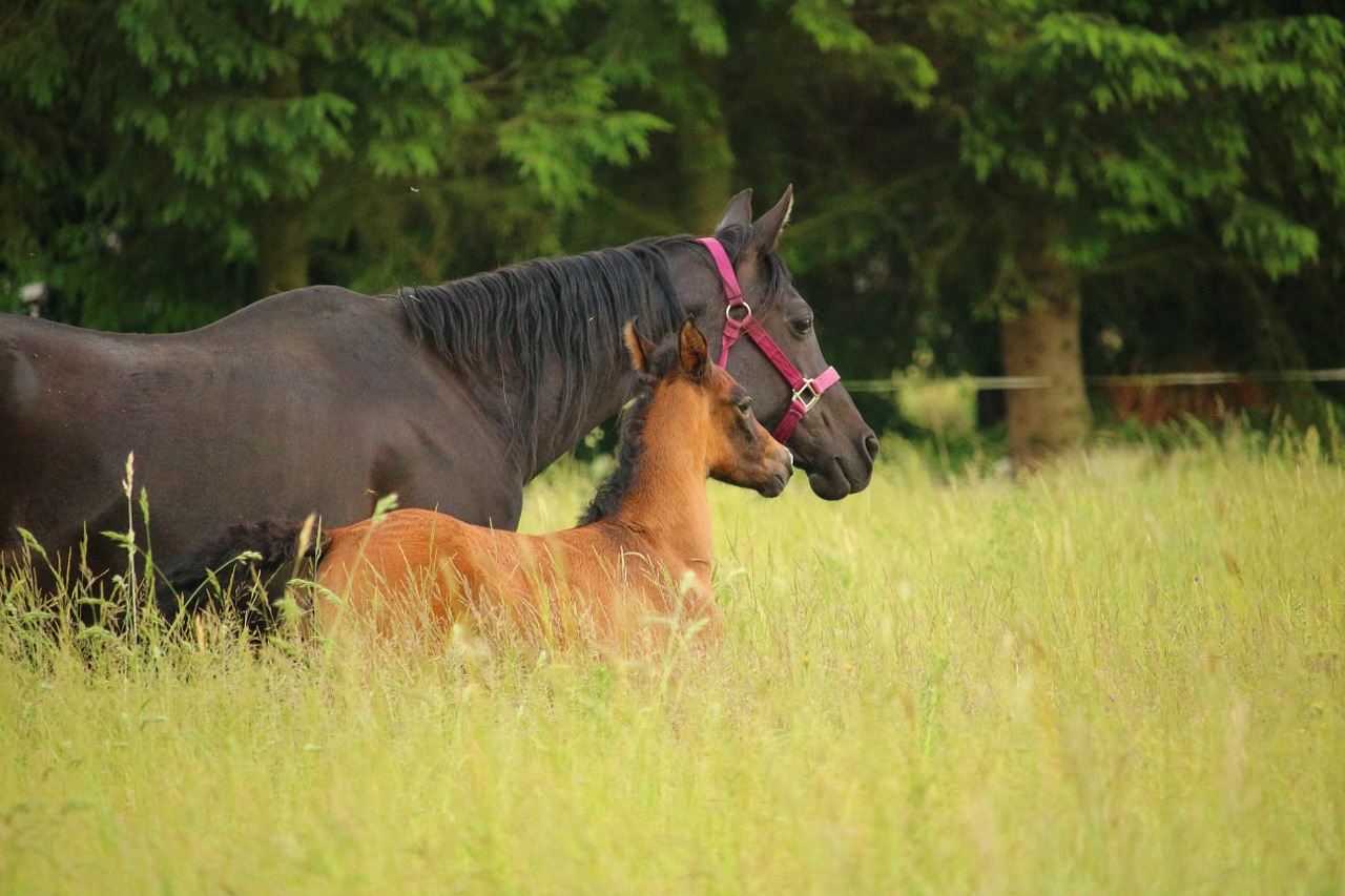 horse foal mare with foal free photo