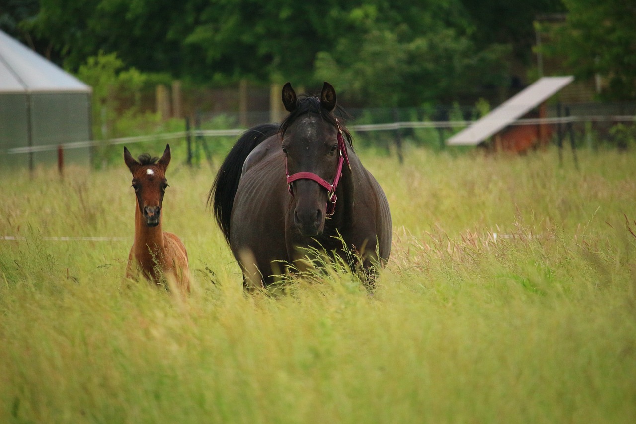 horse foal mare free photo