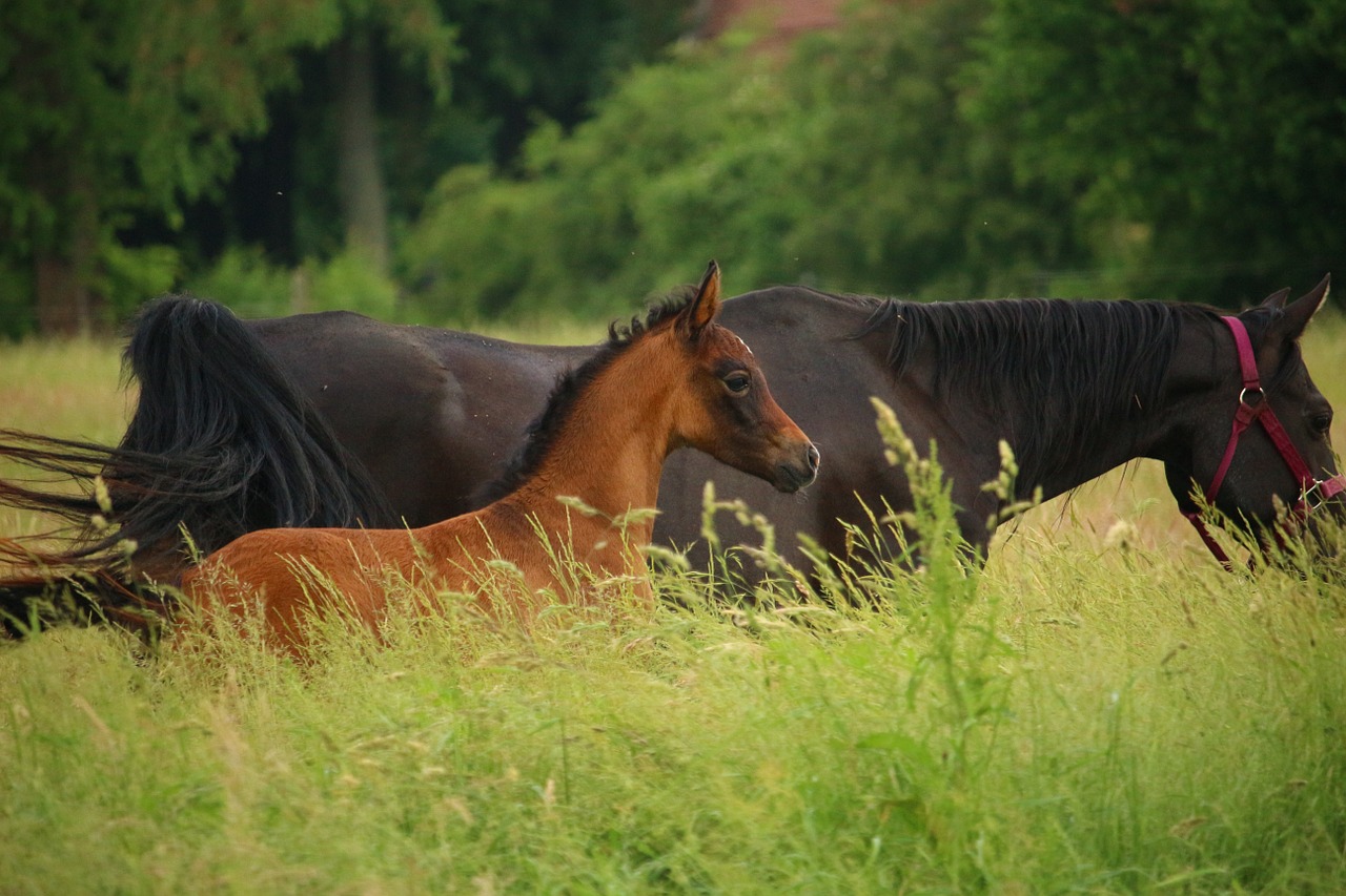 horse foal mare free photo