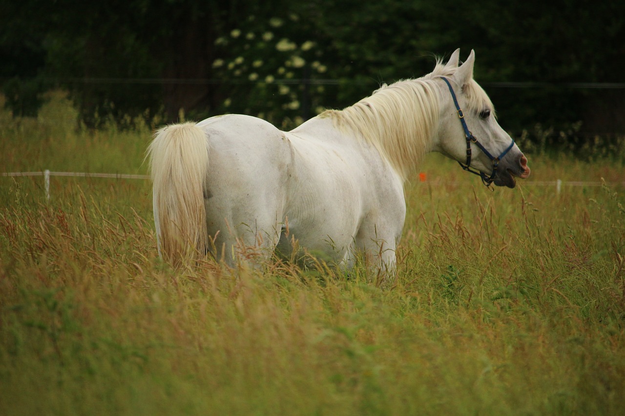 horse stallion mold free photo