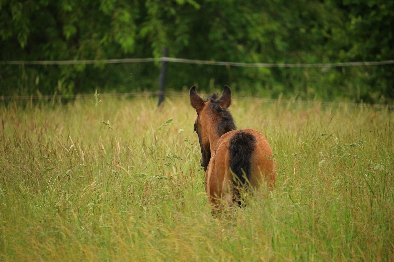 horse foal suckling free photo