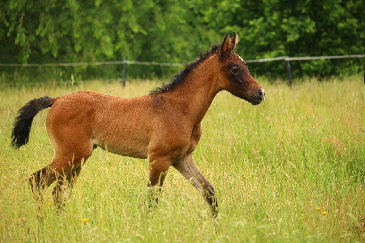 horse foal suckling free photo