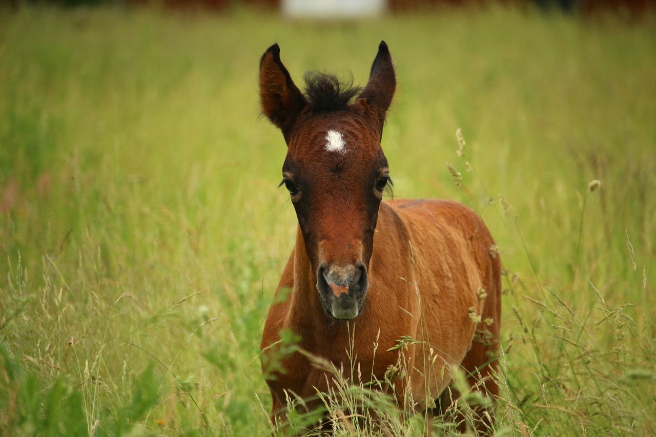 horse foal suckling free photo