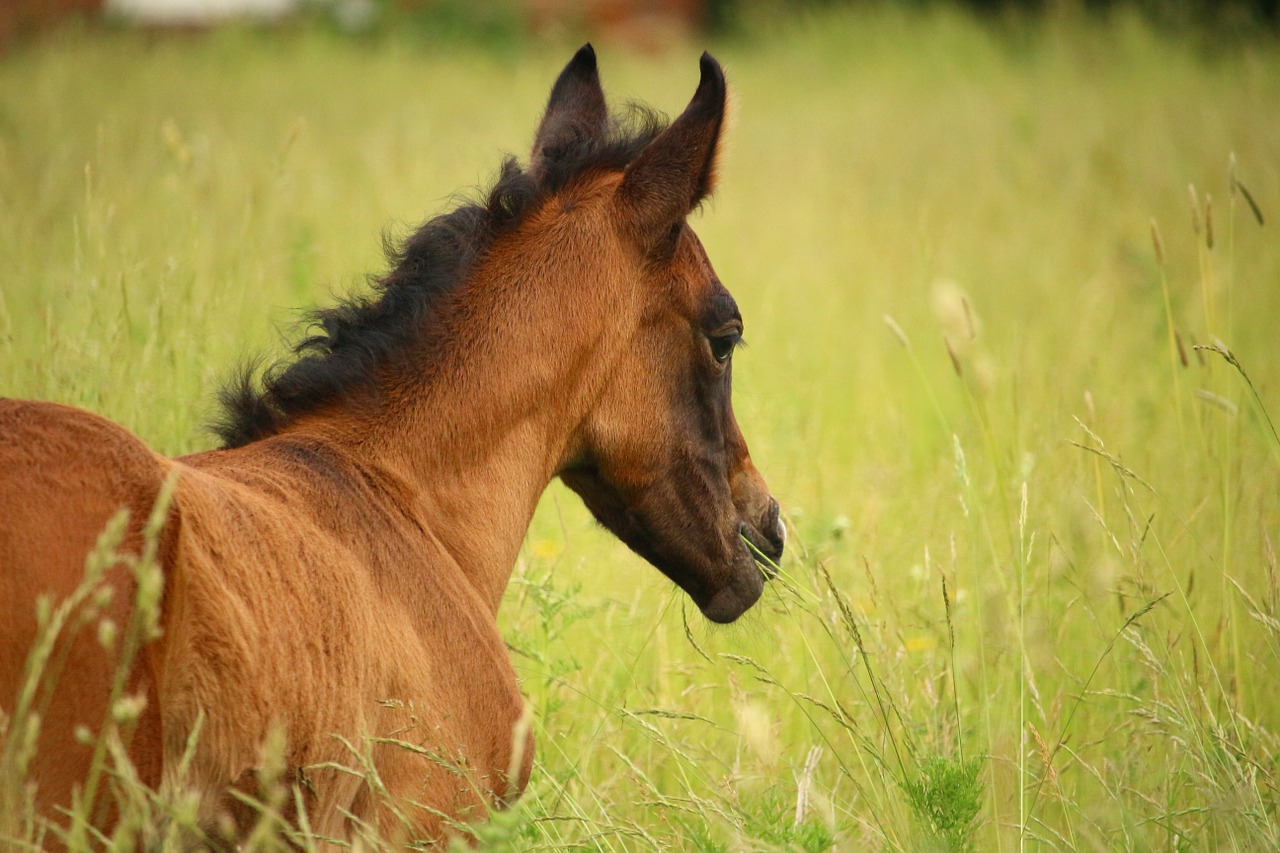 horse foal suckling free photo